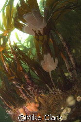 Swirling Kelp by Mike Clark 